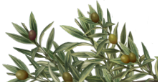 ramo fiori olivo